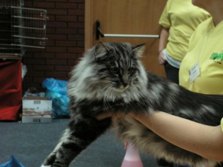 Wazari Zwyciezca Troli, PL